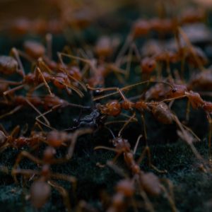 Furnici roșii de câmp – Myrmica rubra