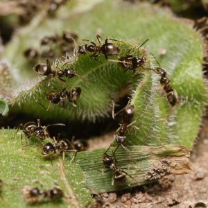 Furnici negre de grădină – Lasius niger