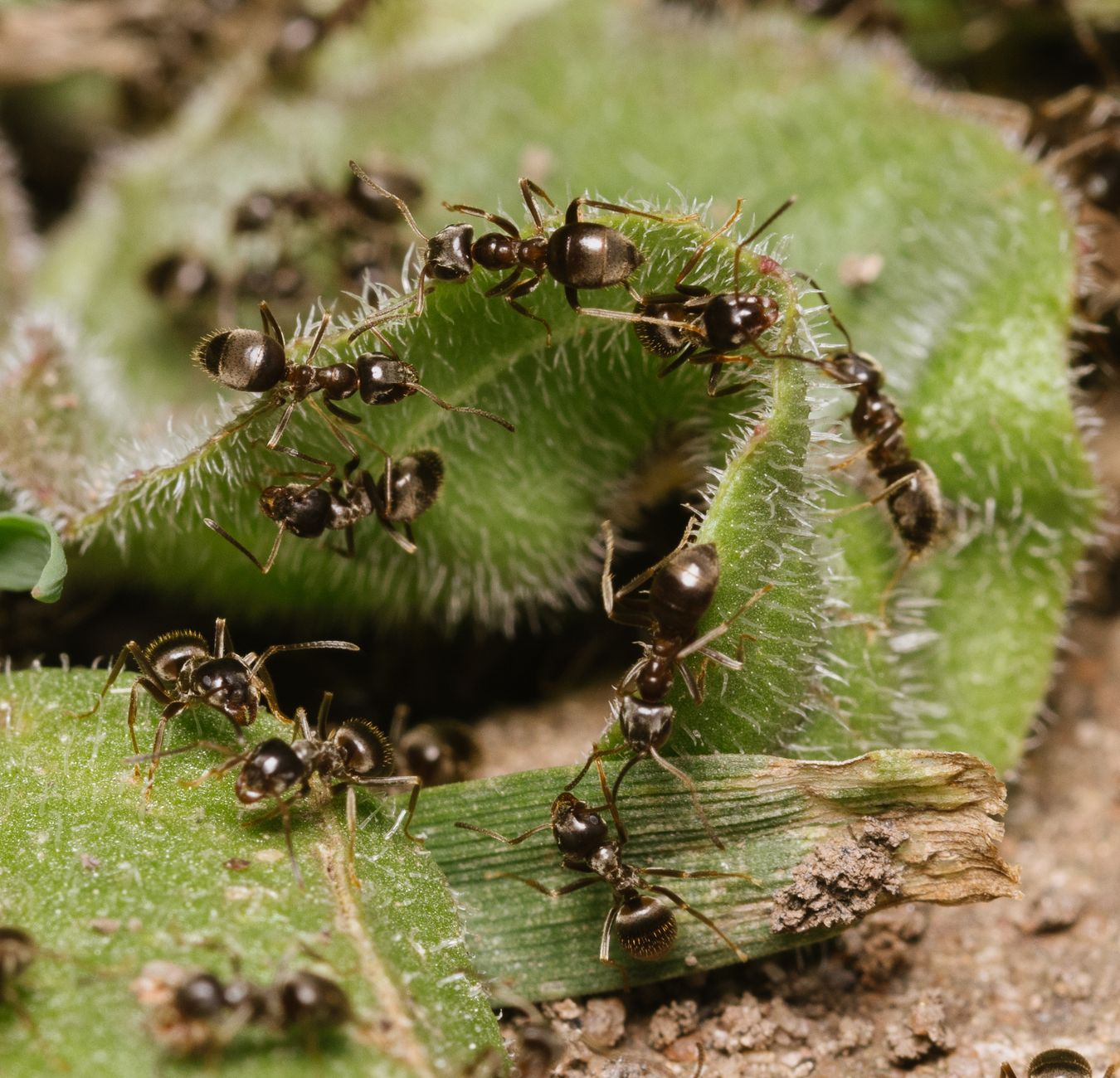 Furnici negre de grădină – Lasius niger