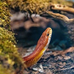 Furnici tâmplari – Camponotus fallax