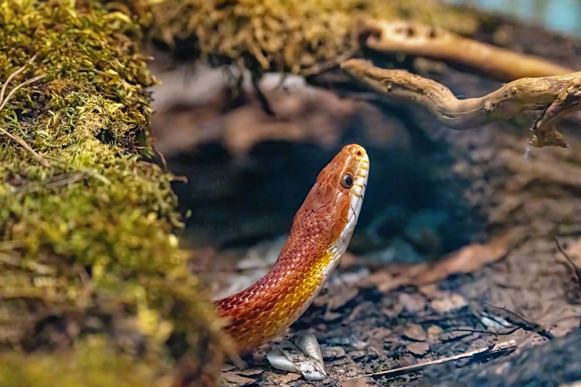Furnici tâmplari – Camponotus fallax