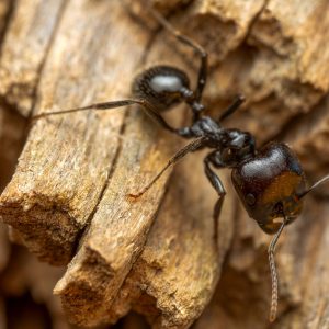 Furnici recoltătoare – Messor barbarus